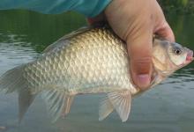 三个秋季钓鲫鱼技巧