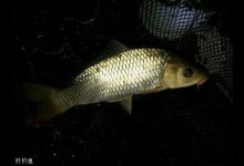 夏季钓鲤鱼，钓深还是钓浅有3个原则