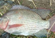 黑坑及竞技钓罗非鱼的三个技巧