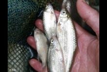 教你区分白条鱼和蓝刀鱼，一看就懂