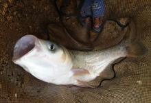 手竿钓鲢鳙饵料技巧及注意事项