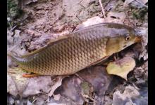 钓鲤鱼的四个用饵技巧