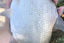 初秋鳊鱼很疯狂：吃口猛、摄食旺，野钓技巧和攻略分享