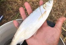 夏季野钓大白条攻略，一天十斤不是问题，就是有点费酒