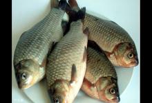 秋季钓鲫鱼的饵料、线组及选漂技巧