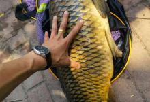 秋季野钓鲤鱼攻略，活跃度高吃口狂，新手也能狂拉