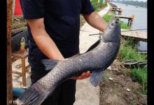 简单实用钓青鱼打窝用饵技巧