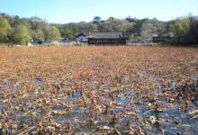 残荷塘中藏大鲫鱼，冬季藕塘钓鲫鱼技巧