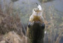 高手实战分享，用米饭粒钓鲫鱼一绝