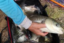 分享一个春季野钓天然重窝，不用打窝鱼也多，每片水域都有！