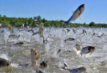 二十万斤翘嘴泛滥成灾！求助钓鱼人，渔获全带走