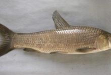 秋季钓青鱼，教你三款打窝饵料