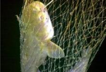 初秋夜间垂钓鲶鱼的饵料经验