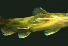 钓黄颡鱼的打窝及出钓技巧