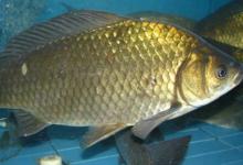 了解大鲫鱼的习性，上鱼有准备