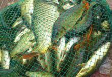 想要钓好鲫鱼，先要了解鲫鱼的习性