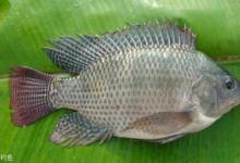 钓罗非有鱼泡却不上鱼的原因分析