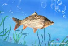 春天在瘦水中钓鲤鱼的5个注意事项，春天钓鲤鱼连竿的关键