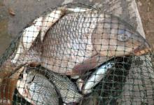 台钓中鲤鱼的调漂及饵料等五个技巧