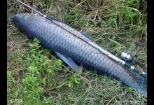 钓青鱼最合适的时间、钓位、饵料及漂相特点