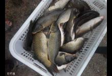 春季水库钓鲤鱼的饵料、钓位、钓具选用技巧