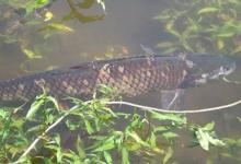 夏季早晨和傍晚钓草鱼的技巧