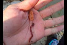 冬季野钓虫饵逗钓技巧分享，上鱼更快给口更清晰