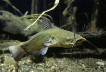 夏钓鲶鱼，这三个技巧你需要知道