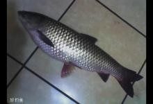 水库野钓如何才能钓到大草鱼？钓具、饵料、钓位要选好