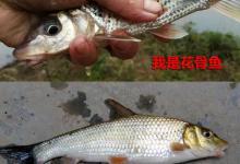 春钓花骨鱼、重唇鱼攻略，漂亮味美拉力强，黑漂刺鱼把竿扬