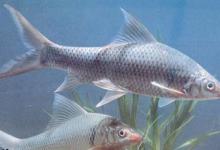 钓鲢鳙的饵料、杂鱼及线组搭配问题