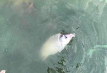 浅谈冬季野钓风浪天，选钓位有讲究，调漂需留意