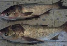 夏天钓鲢鳙技巧全方面总结（饵料、钓位、钓法）