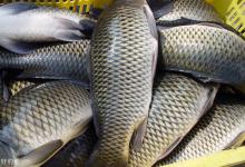 如何用手竿爆炸钩钓鲤鱼？