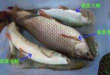 夏钓鲮鱼的几个小技巧，学起来爆护就容易多了