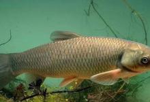 草鱼难钓吗？找准钓位插翅难飞