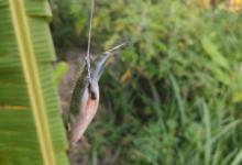 钓鱼界未解之谜：钓罗非为何常挂肛门？还真有比较科学的解释