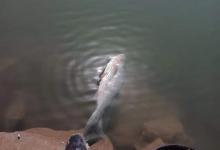 炫耀渔获新高度：大爷顶着烈日挑着鱼不卖，就给你看看