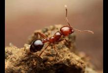 钓鱼人大敌：火红蚁，已入侵数百县，被咬或危及生命