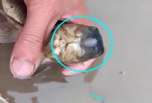 从这条无头鱼看到了生命的奇迹，也看到了鱼儿觅食习惯和途径