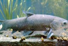 秋季大青鱼怎么钓？教你四个实战技巧