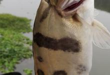 春季钓鳜鱼攻略，不耽误钓手竿，一顿吃的没问题