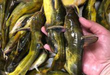 春季钓黄骨鱼攻略，方法简单易上手，窝料饵料全都有