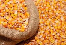 手竿钓青鱼的选窝、线组、用饵技巧