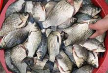 早春的鱼都藏在这几个地方，可以不打窝，也有好鱼获