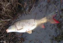 钓鲤鱼应注意的打窝和提竿技巧