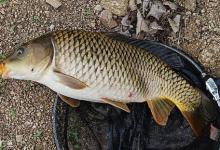 遛鲤鱼时的三个实用技巧