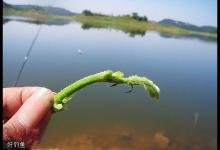 夏季用青草钓草鱼的有效方法