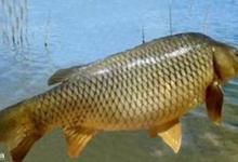 水库钓鲤鱼的钓位、窝料及钓具技巧