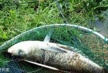 夏季手竿钓鲢鳙鱼的技巧